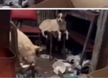 Agentes resgatam idoso de 81 anos vivendo em condições insalubres em Anápolis