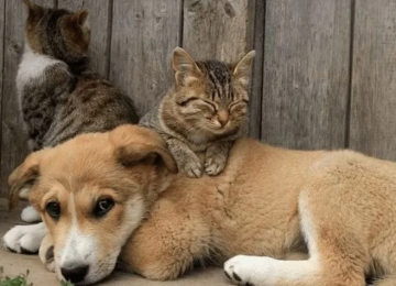 Agora é lei: tatuar ou colocar piercing em cães e gatos pode levar à prisão