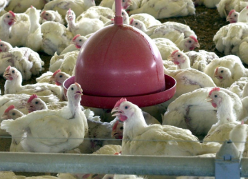 Agrodefesa reforça combate à gripe aviária com investigação de novos casos em Goiás