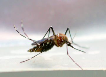 Conversas revelam suposta orientação para omitir casos de dengue em Goiânia; prática pode gerar detenção