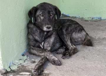 Câmara de SP aprova projeto que proíbe acorrentamento cruel de cães e gatos