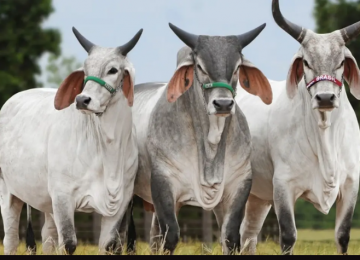 Brasil bate recorde no abate de gado e assume liderança mundial na produção de carne bovina