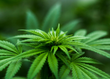 Brasil pode produzir canabidiol legalmente com nova planta descoberta pela UFRJ 