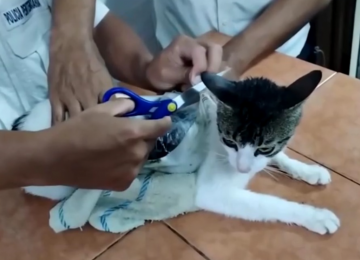 Gato é usado em esquema de tráfico e é capturado em presídio 