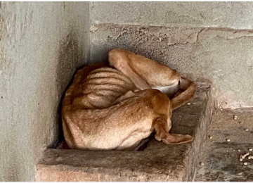 Bicho sofrendo: MP encontra cachorro morto e ração mofada em ONG de Caldas Novas 