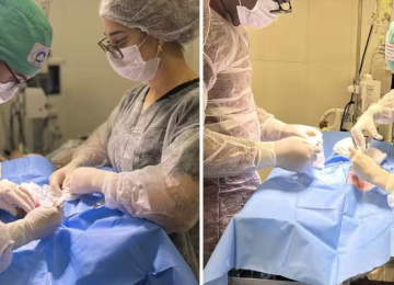 Gato é baleado com chumbinho em Goiânia e passa por cirurgia de emergência