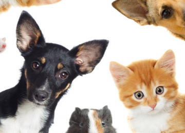 Cuidados com energia elétrica evitam acidentes com pets em casa 