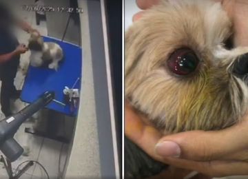 Cadela é agredida durante tosa em pet shop de Aparecida de Goiânia; vídeo comprova 