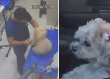 Tosador é indiciado por maus-tratos após agredir cadelas em pet shop de Aparecida 