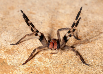 Picada de aranha brasileira pode causar ereção de até quatro horas, apontam pesquisadores 