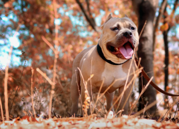 Projeto de lei propõe proibição da reprodução de pitbulls e rottweilers em cidade mineira 