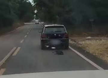 Cachorro é arrastado por carro na GO-154 e caso levanta suspeita de maus-tratos 