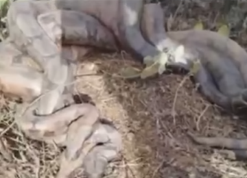 Romeiros flagram acasalamento de três jiboias às margens de rio em Goiás 