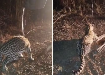 Casal encontra filhote de jaguatirica em rodovia de Goiás e registra o momento 