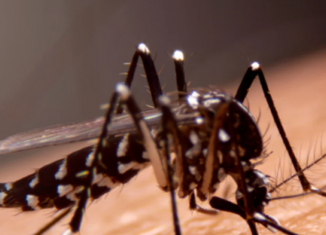 Goiás inicia uso de mosquitos com bactéria para combater dengue, zika e chikungunya 