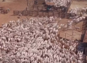 Mais de 2 mil bois reunidos em curral chamam atenção nas redes sociais em Goiás 