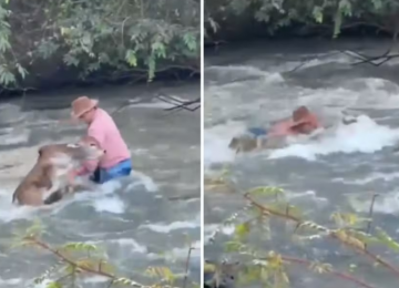 Peão arrisca a vida para salvar bezerro em rio com forte correnteza em Goiás 