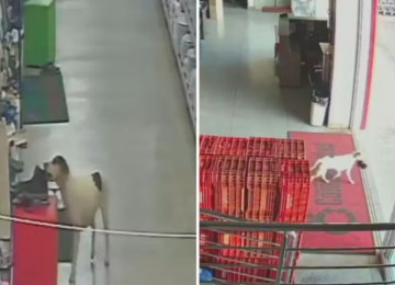 Cachorro furta bota em supermercado de Rialma e vídeo viraliza nas redes 