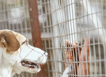 Feira de Adoção em Aparecida de Goiânia terá cães e gatos com vale-castração 
