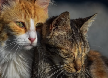 Evento em Goiânia oferece 40 cães e gatos para adoção responsável neste sábado