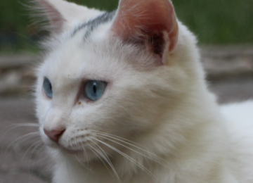 Juíza de Goiânia proíbe criação de gatos comunitários em condomínio