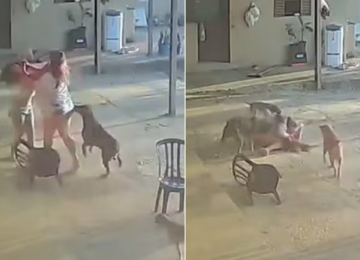Vídeo mostra cachorro tentando separar briga entre mulheres em Posse, Goiás