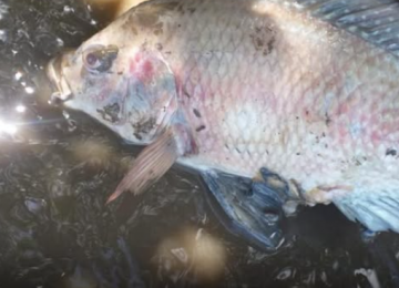 Acrilamida é encontrada em peixes de rios de Goiás e preocupa autoridades de saúde