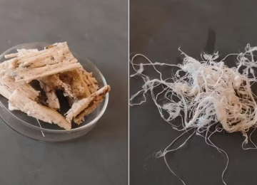 Professora e aluno de Goiás criam tecido ecológico a partir do bagaço de cana-de-açúcar