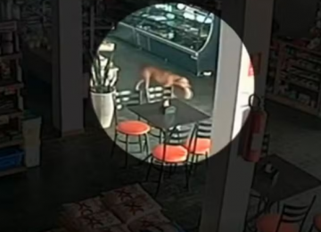 Cadela 'furtando' pão em padaria viraliza em Caturaí