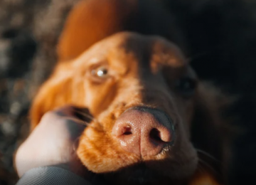 Buriti Shopping realiza nova edição da feira de adoção Deu Match com Meu Pet neste sábado