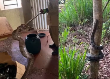 Jiboia de mais de 2 metros é encontrada em cozinha de residência em Quirinópolis