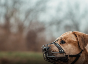 Anápolis pode tornar obrigatória o uso de focinheira para cães de grande porte em espaços públicos
