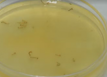 Estudantes de Itumbiara criam gel natural que elimina larvas da dengue em 36 minutos