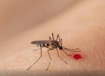 Goiânia registra mais de 27 mil casos de dengue em 2025 e reforça combate ao Aedes aegypti
