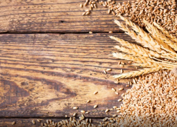 Goiás registra superávit de US$ 7,3 bilhões na balança comercial em 2025