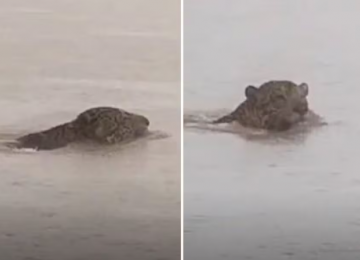 Onça-pintada é flagrada atravessando o Rio Araguaia em Aruanã