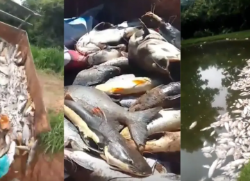Mortandade de peixes em fazenda de Padre Bernardo é investigada pela polícia