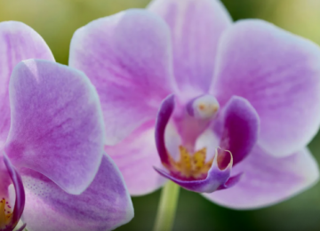 Curso sobre cultivo de orquídeas será realizado em Goiânia com foco em adubação