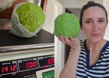 Goiaba de 1,4 kg colhida em Vianópolis quase bate recorde mundial e impressiona moradores