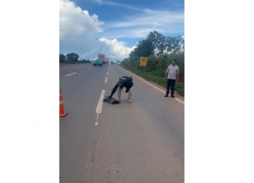 PRF resgata jiboia ao tentar atravessar rodovia em Anápolis