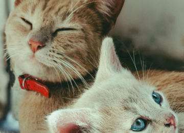 Senador Canedo abre 1.500 vagas para castração gratuita