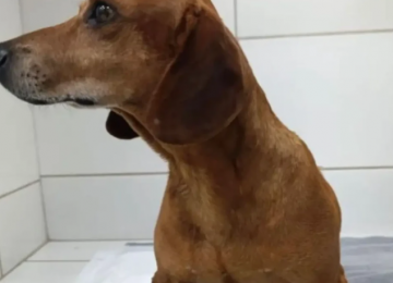 Mulher é indiciada após ataque brutal a cachorro em Goiânia
