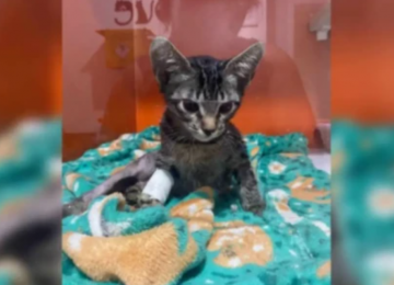 Psicólogo é condenado a 9 anos por morte de 17 gatos