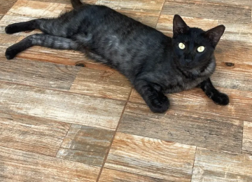 Goiânia recebe feira de adoção com mais de 30 animais