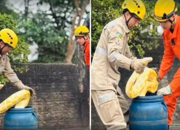Píton de 4 metros é capturada às margens do Araguaia