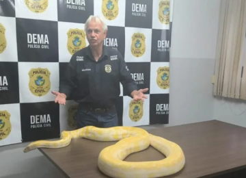 Píton filmada em rua fugiu antes de apresentação, diz polícia