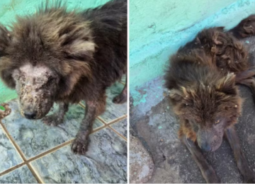 Mulher é presa após cães serem achados sem água e comida em Goiânia