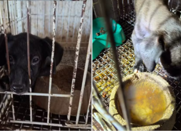 Operação resgata 23 animais e prende responsáveis por pet shop em Goiânia