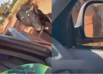 Homem é investigado após arrastar boi com caminhonete e divulgar vídeo nas redes