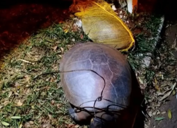Duas tartarugas são encontradas mortas com sinais de violência em lago de Jataí